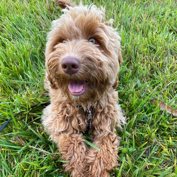 Meet your Posher, Lanee. 🌞

🐶🐾Sorry but My pup is NOT available 🤣She’s our kid - Picture 13 of 17